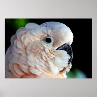 Pôster Cockatoo Molucano