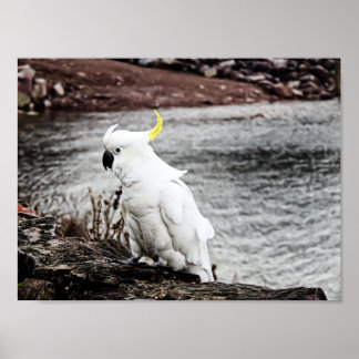 Poster Cockatoo Penteado