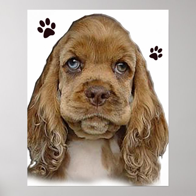 Poster Cocker spaniel  (Frente)