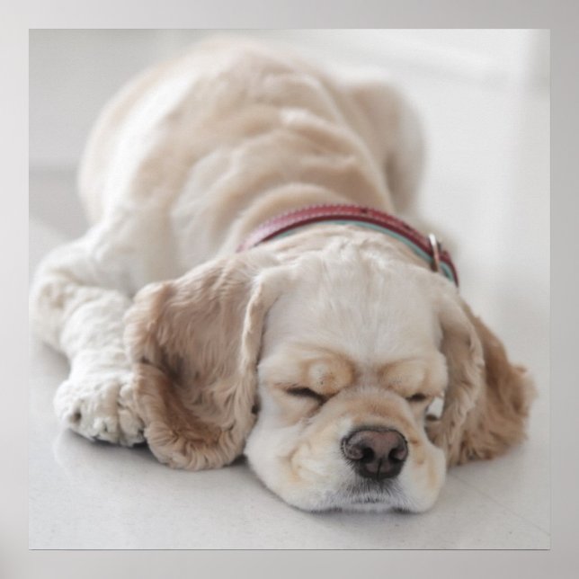 Poster Cocker spaniel dog sleeping (Frente)