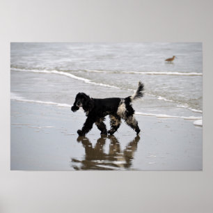 Pôster Cocker Spaniel Inglês na Praia