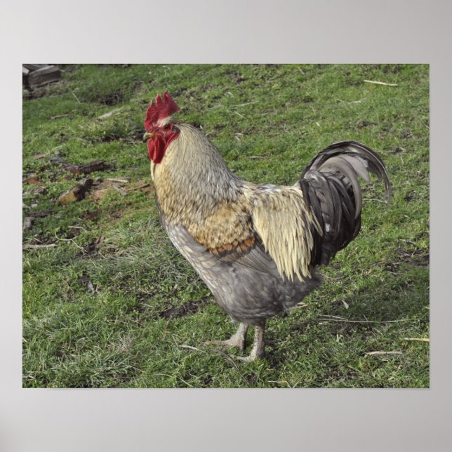 Poster cockerel leve sussex cross (Frente)