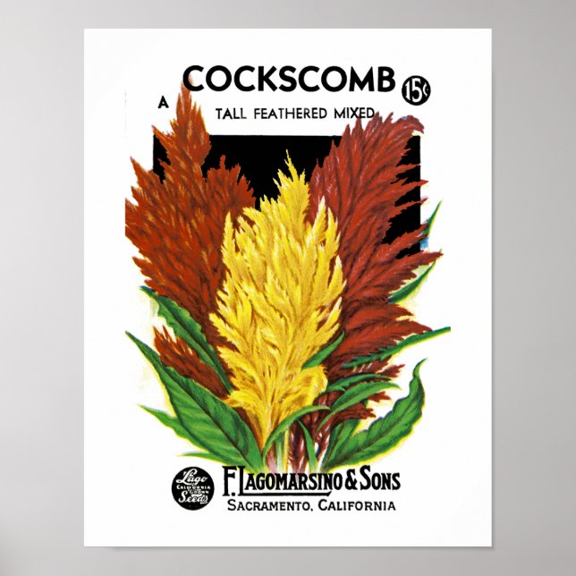 Pôster Cockscomb (Frente)