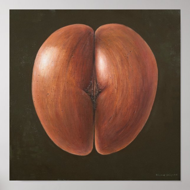 Pôster Coco de Mer Maldivas 2012 (Frente)