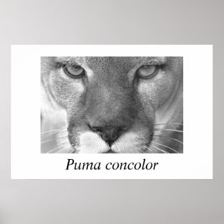 Poster Cocolor Cougar-Puma