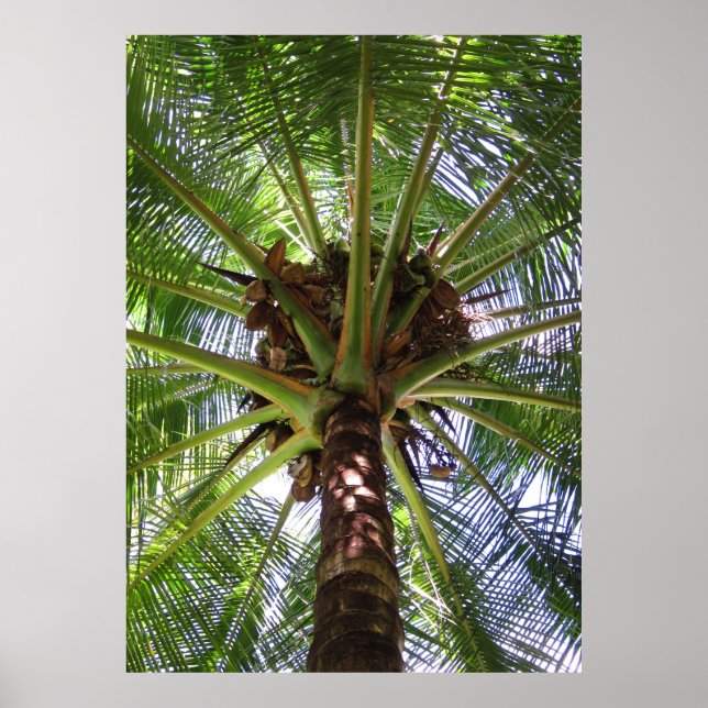 Pôster Coconut Palm (Frente)