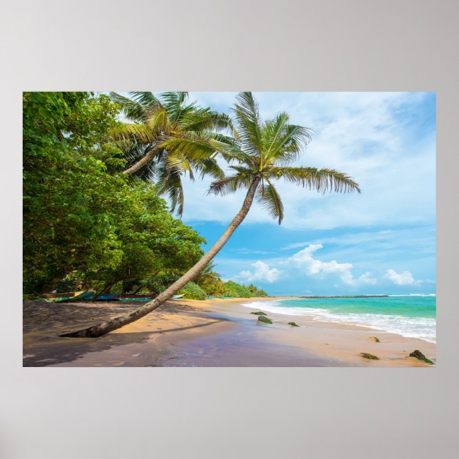 Poster Coconut Palm, Mirissa Beach | Sri Lanca (Frente)