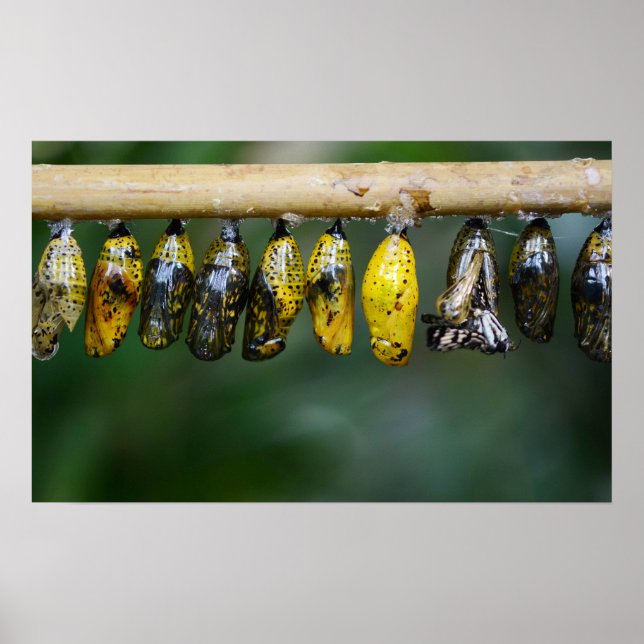 Pôster Cocoon Life (Frente)