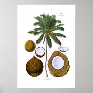 Poster Cocos nucifera (coco palm)