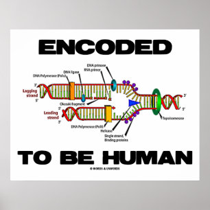 Pôster Codificado para ser humana (réplica do ADN)