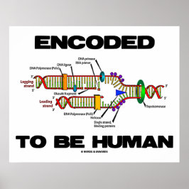 Pôster Codificado Para Ser Humano (Replicação De DNA)