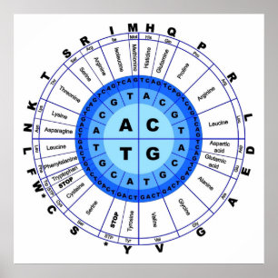 Poster Código Genético do DNA Círculo Gene Codon Amino Ác