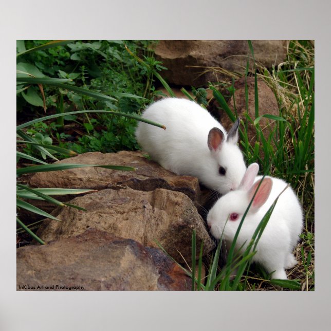 Poster Coelhinho (Frente)