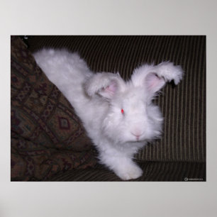 PÔSTER COELHO ALEMÃO DO ANGORA