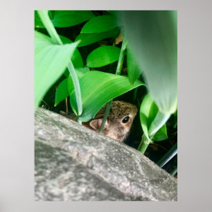 Poster Coelho Bebê