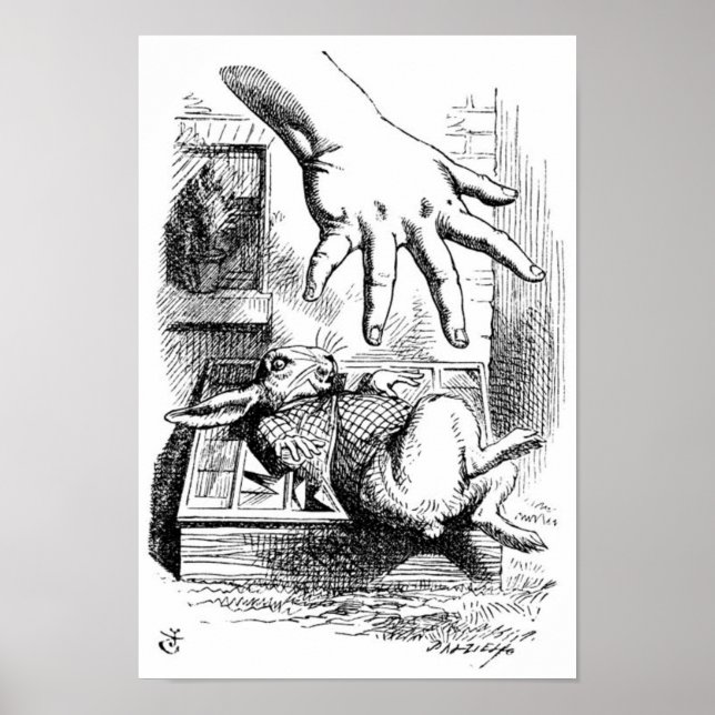 Pôster Coelho Branco (Frente)