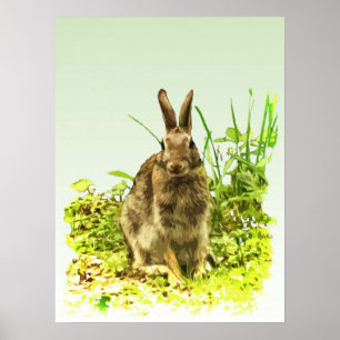Poster Coelho castanho-bonito, coelho-verde-Poster