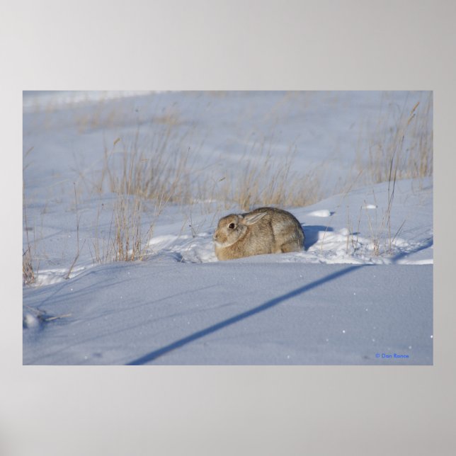 Poster Coelho Cottontail R5 na Neve (Frente)