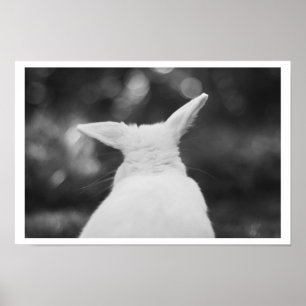 Poster coelho curioso