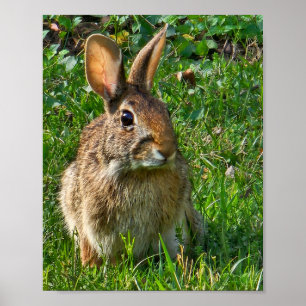 Poster Coelho-da-florida (Sylvilagus floridanus), um muit