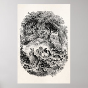 Poster Coelho de coelhos dos 1800s dos coelhos de coelho