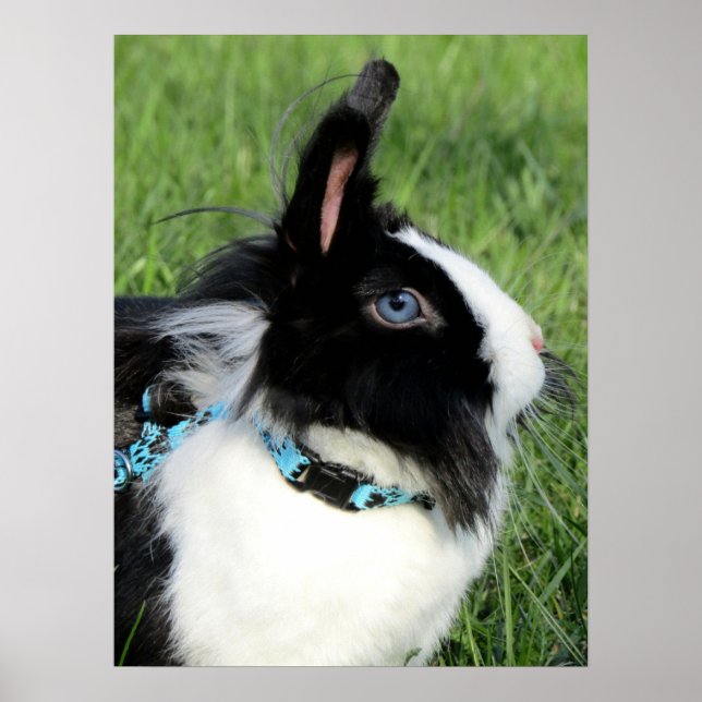 Poster Coelho de Lionhead Branco e Preto Fluffy (Frente)