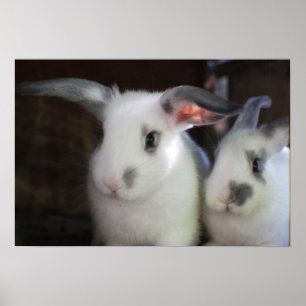 Pôster Coelhos