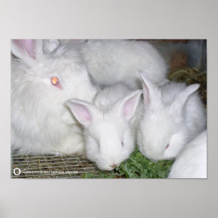 PÔSTER COELHOS DO ANGORA