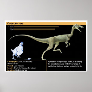 Poster Coelophysis - Biologia Jurássica