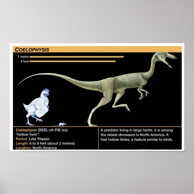 Poster Coelophysis - Biology Jurassic (Frente)