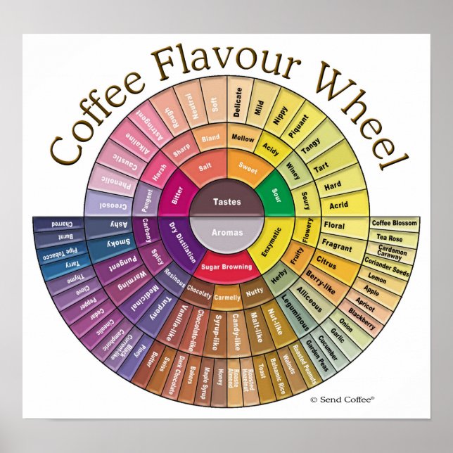 Pôster Coffee Flavour Wheel Wall Art - Large (Frente)