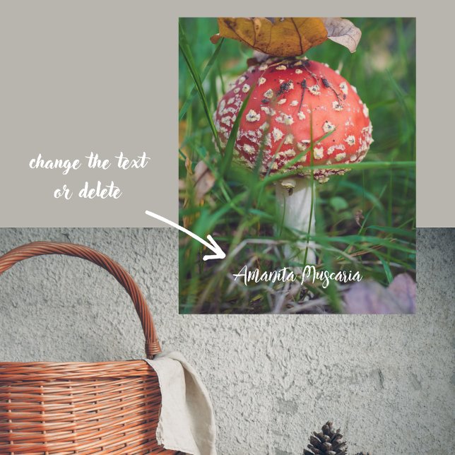 Poster Cogumelo-da-orla-vermelha (Criador carregado)