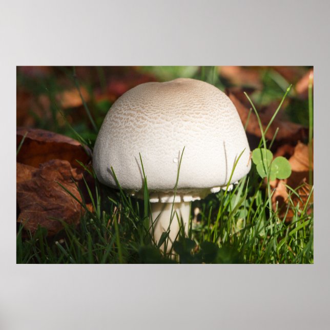 Poster Cogumelo numa floresta (Frente)