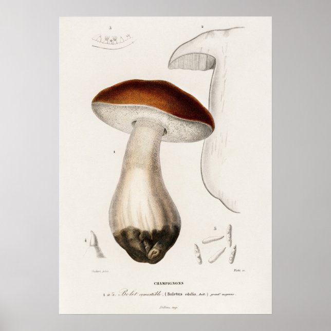 Poster Cogumelo porcini (Boletus edulis) (Frente)