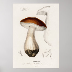 Poster Cogumelo-porco (Boletus edulis)