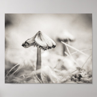 Poster Cogumelo Silvestre Preto e Branco Natureza
