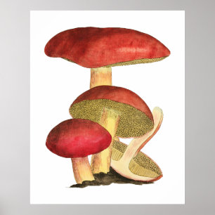 Poster Cogumelo vermelho, ilustração botânica vintage