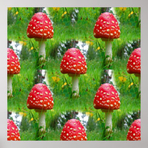 Poster Cogumelos Agáricos de Voo