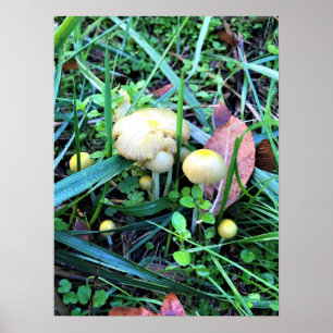 Poster Cogumelos Amarelos Cutos, Oregon
