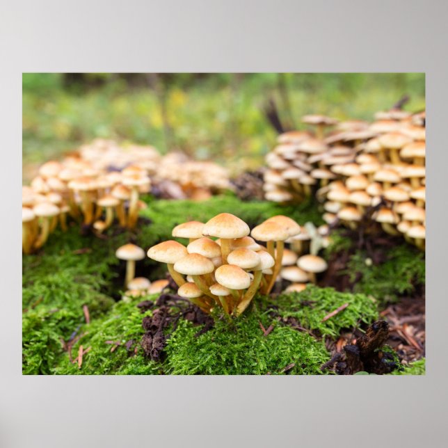 Poster Cogumelos amarelos na floresta do outono. (Frente)