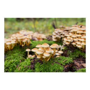 Pôster Cogumelos amarelos na floresta do outono.