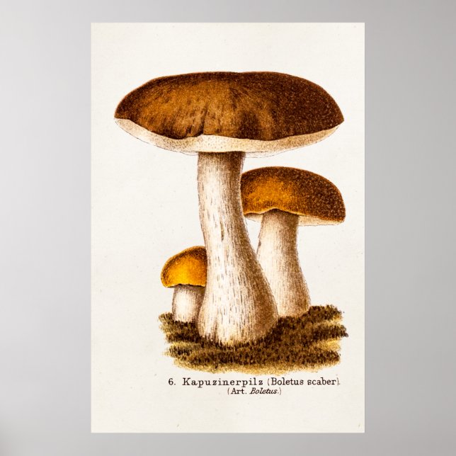 Poster Cogumelos castanhos Scaber de Mushroom 1800s (Frente)