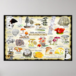 Poster Cogumelos (comestível e medicinal)