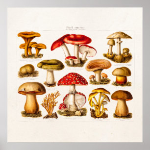 Pôster Cogumelos do vermelho da variedade do cogumelo dos