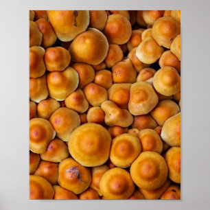Poster Cogumelos Fungos