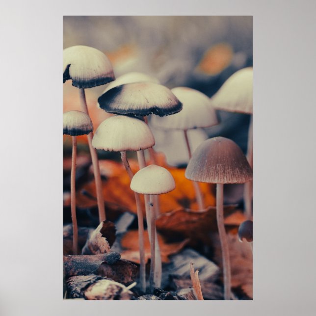Poster Cogumelos Macro (Frente)