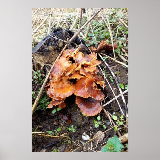 Poster Cogumelos na Floresta (Frente)