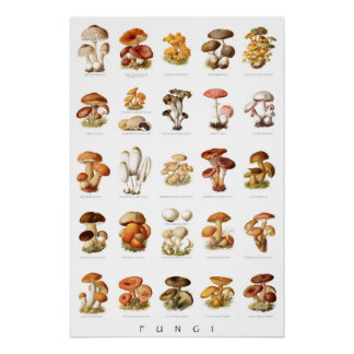 Pôster Cogumelos não comestíveis, comestíveis, ilustração