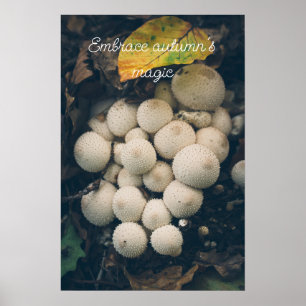 Poster Cogumelos puffball brancos entre folhas de outono