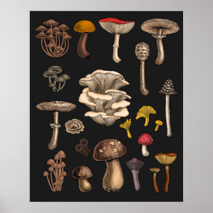 Poster Cogumelos Selvagens em preto de grafite